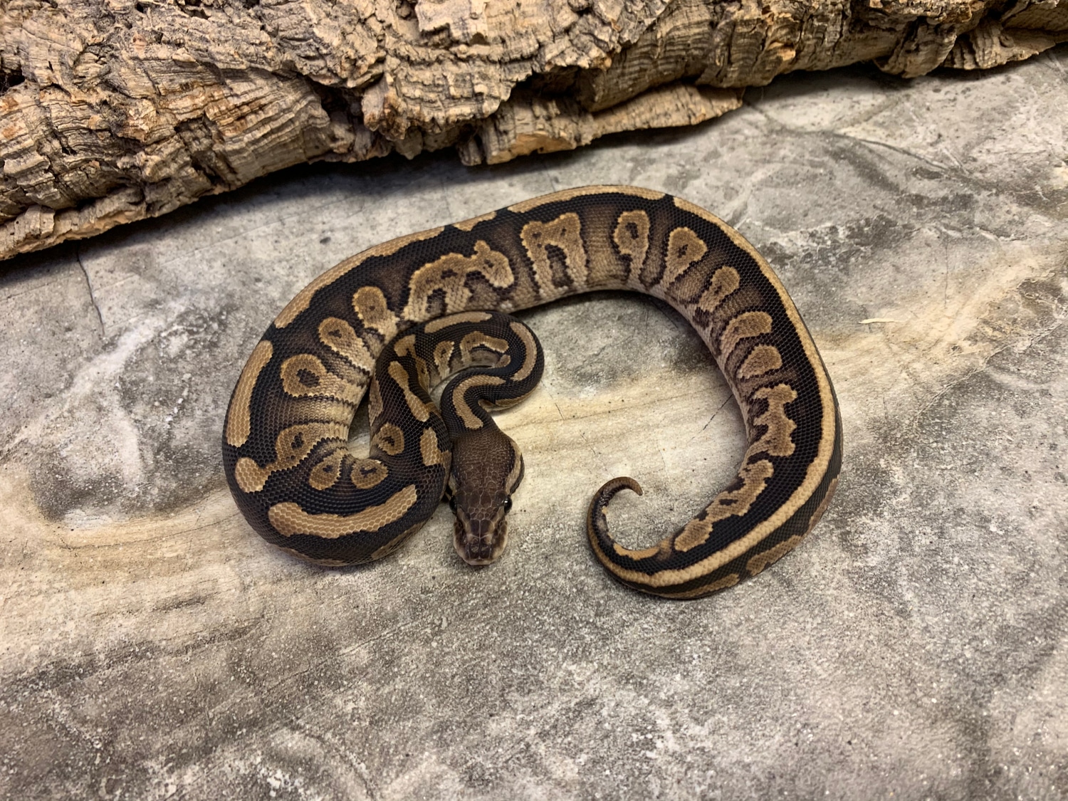 Black Pastel Vanilla Het Piebald Female Ball Python by Maestro Exotics