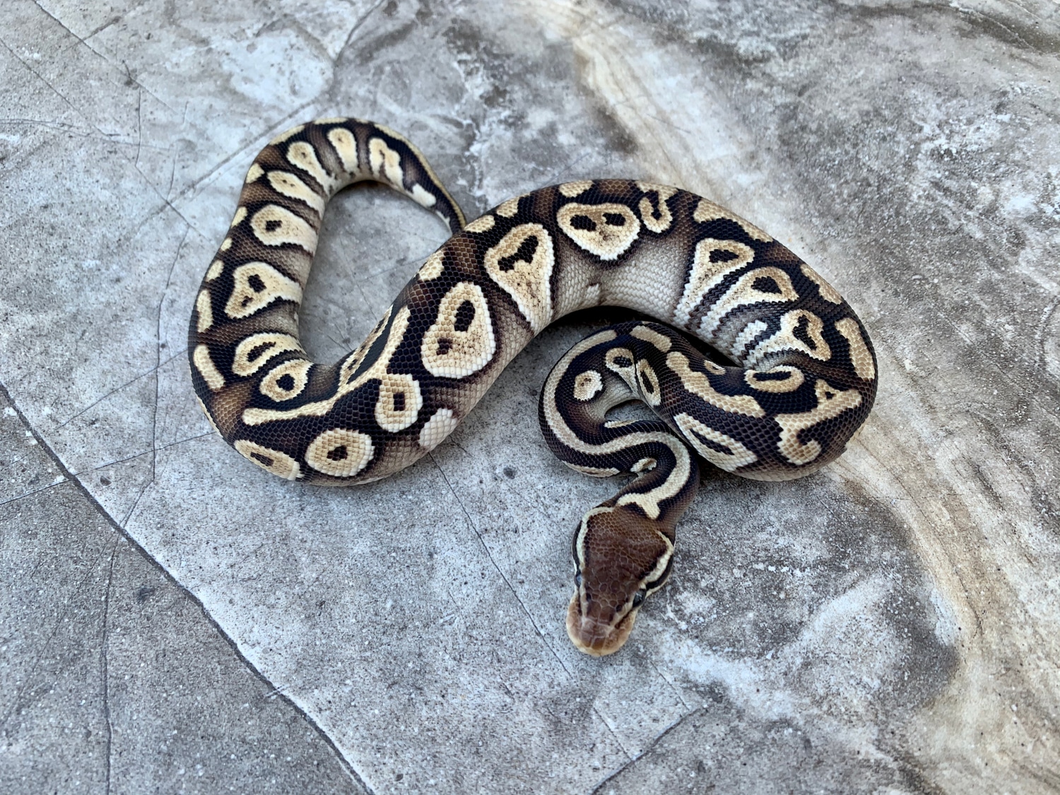 Pastave Female Ball Python by Maestro Exotics MorphMarket
