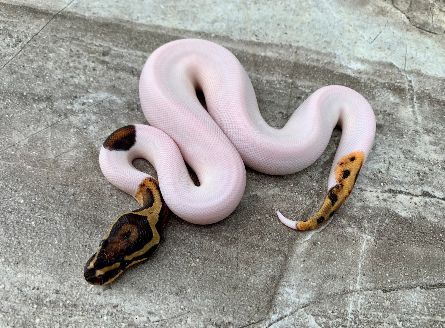 Vanilla Piebald Female Ball Python by Maestro Exotics MorphMarket