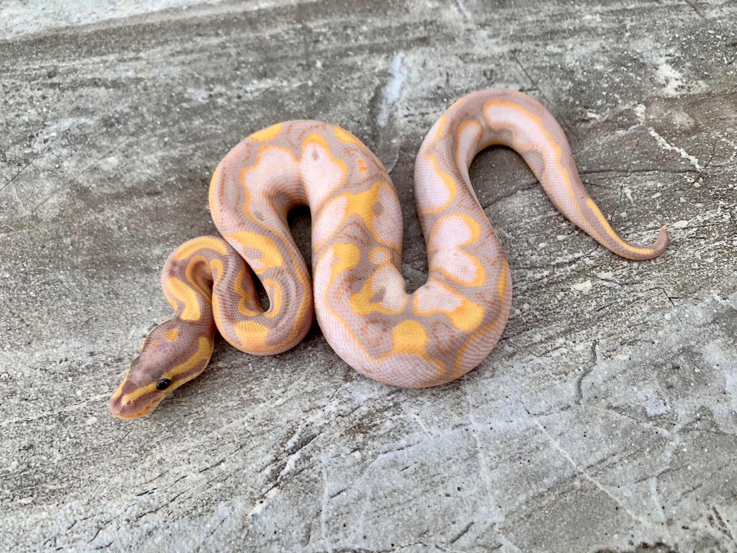 Banana Calico Male Ball Python by Maestro Exotics MorphMarket
