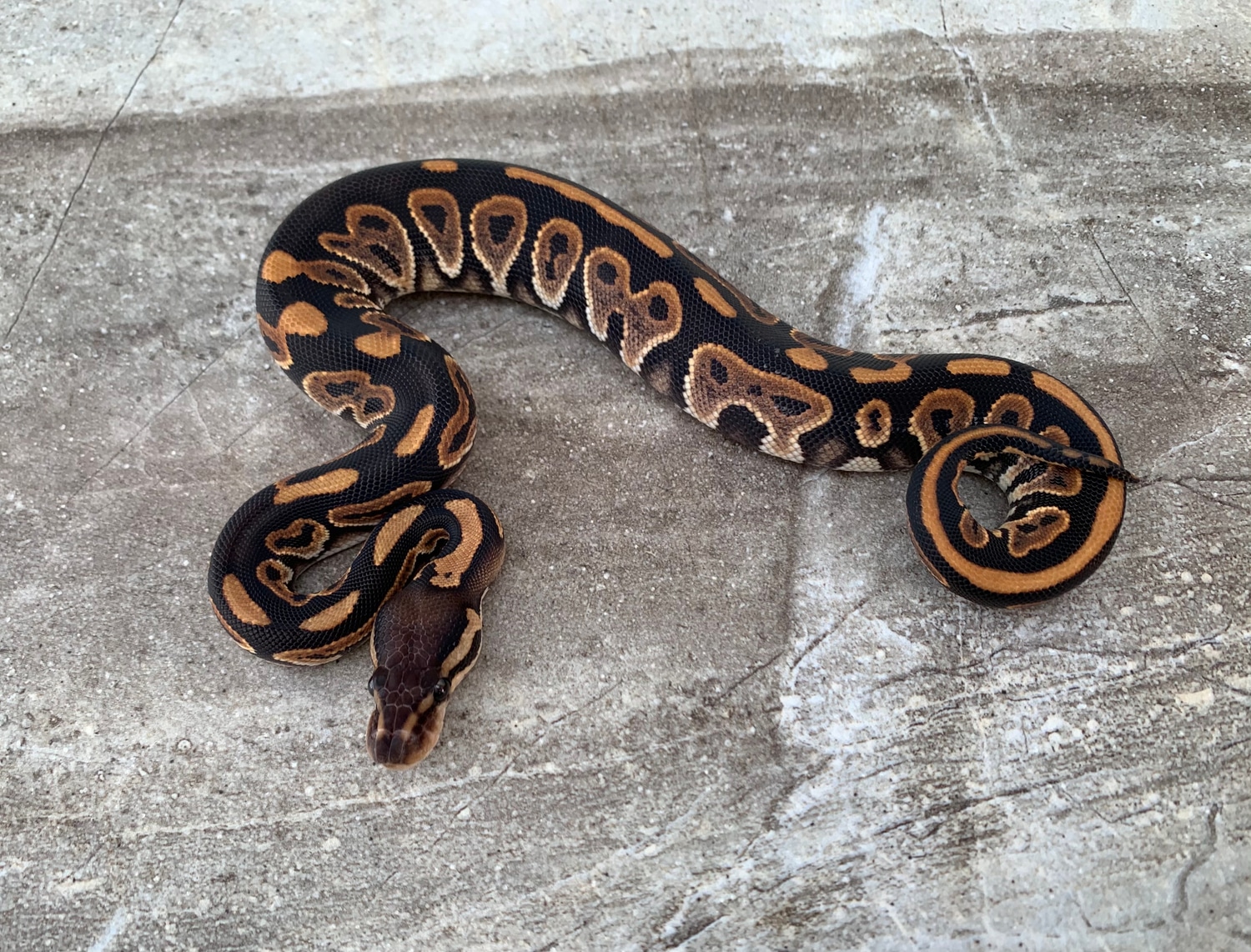 Black Pastel Het Clown Female Ball Python by Maestro Exotics MorphMarket