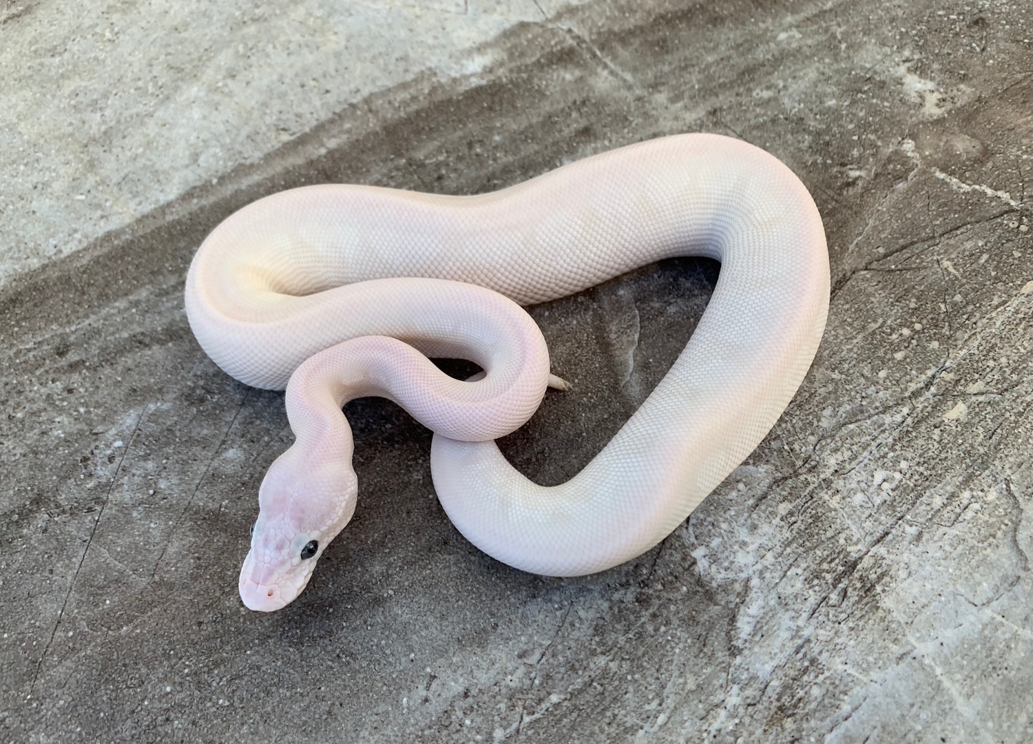 Purple Passion Killerbee Yellowbelly Female Ball Python by Maestro ...