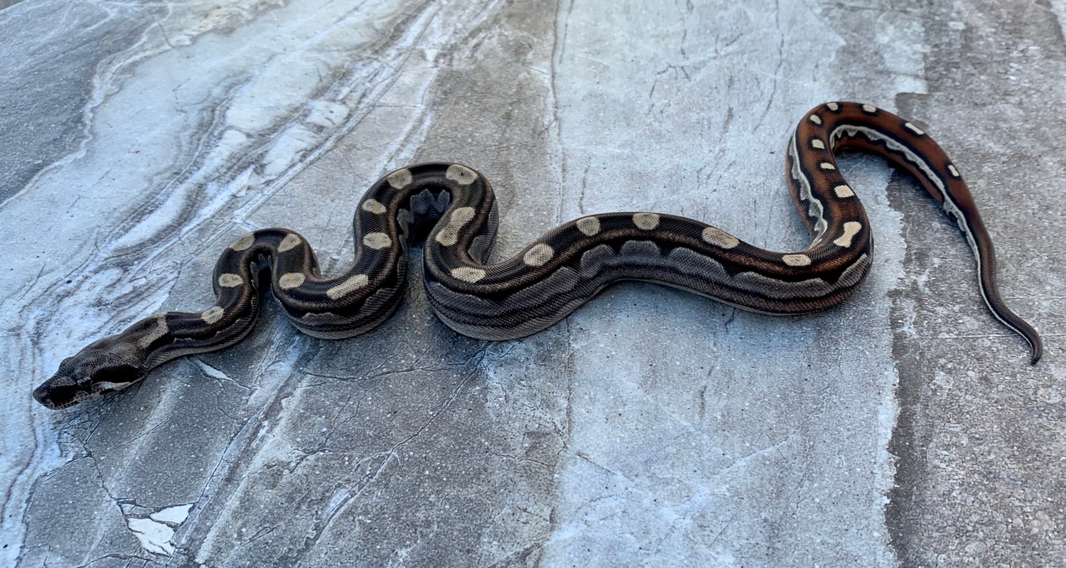 Motley Het Albino Male Boa Constrictor by Maestro Exotics MorphMarket