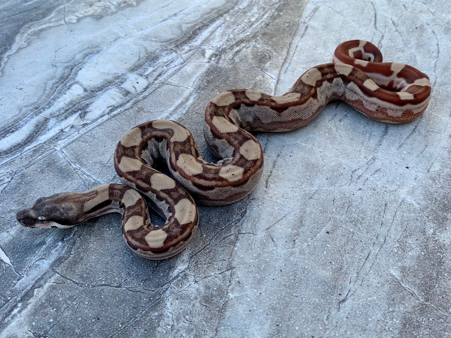 Hypo Motley Het Albino Male Boa Constrictor by Maestro Exotics
