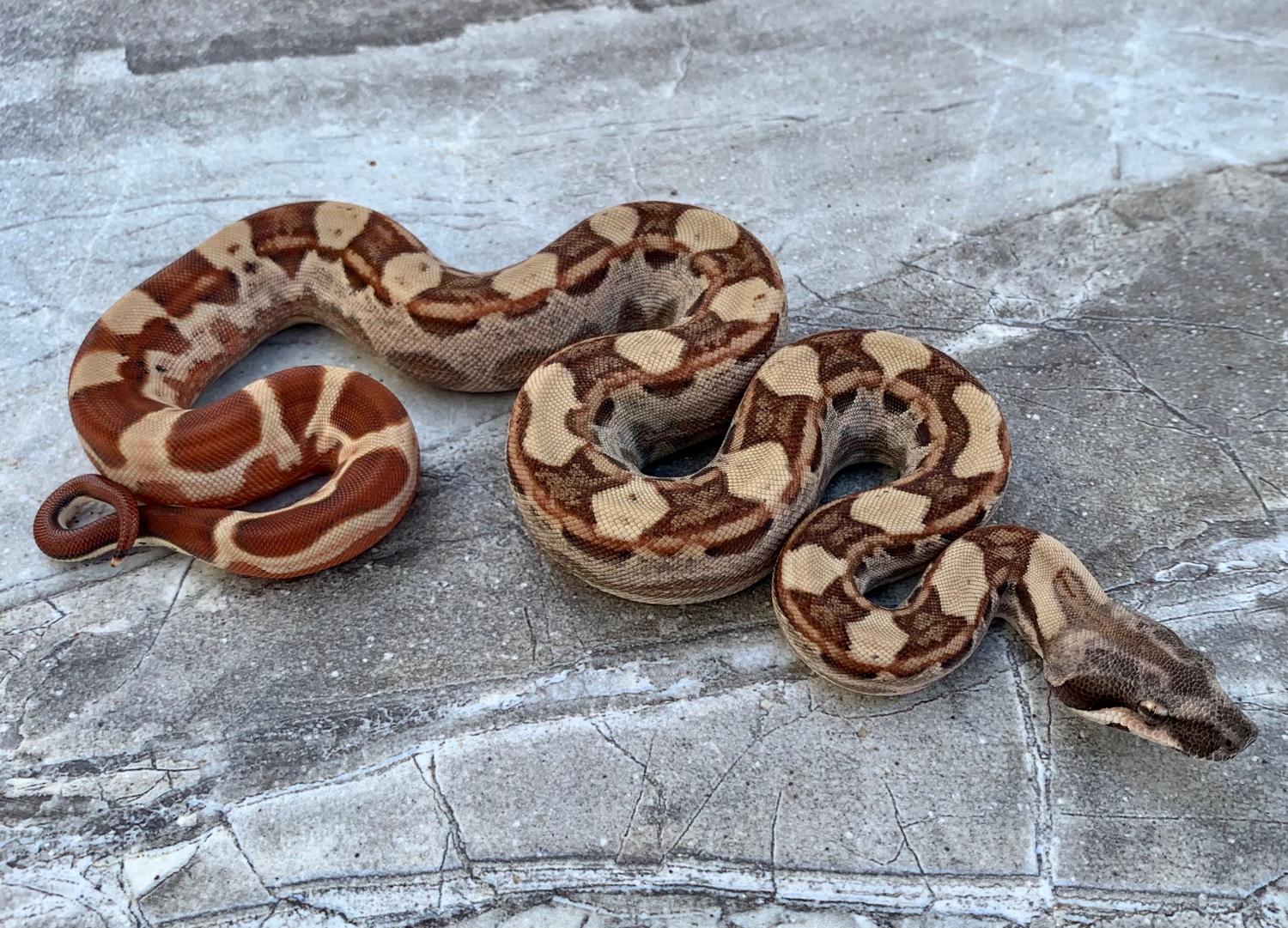 Hypo Motley Het Albino Female Boa Constrictor by Maestro Exotics