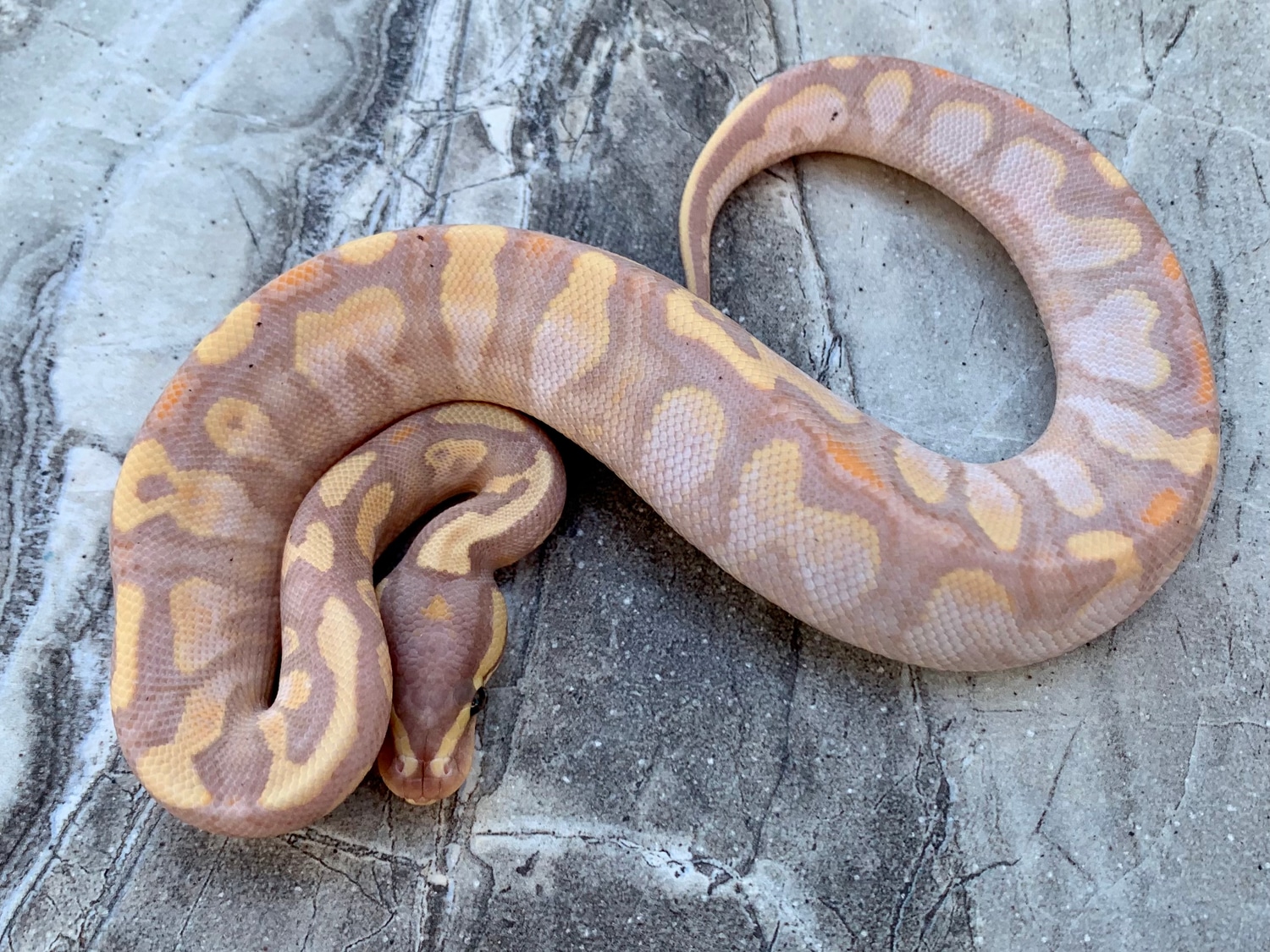 Banana Calico Male Ball Python by Maestro Exotics MorphMarket