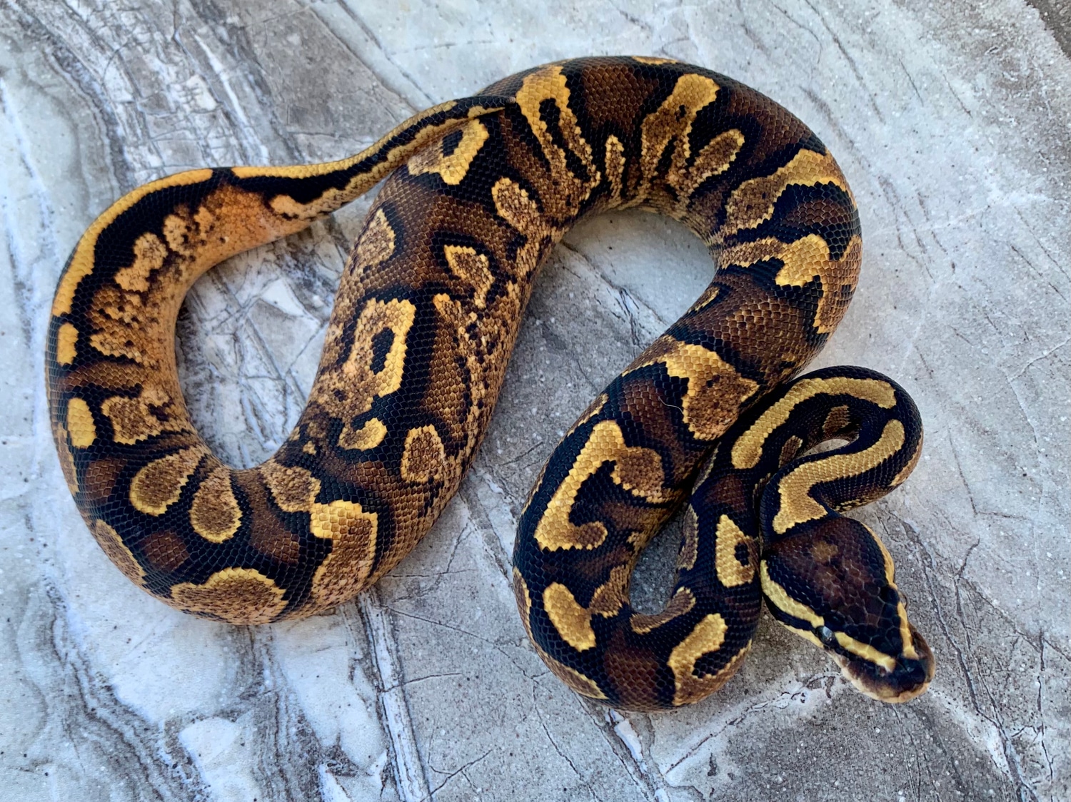 Calico Yellowbelly Female Ball Python by Maestro Exotics MorphMarket