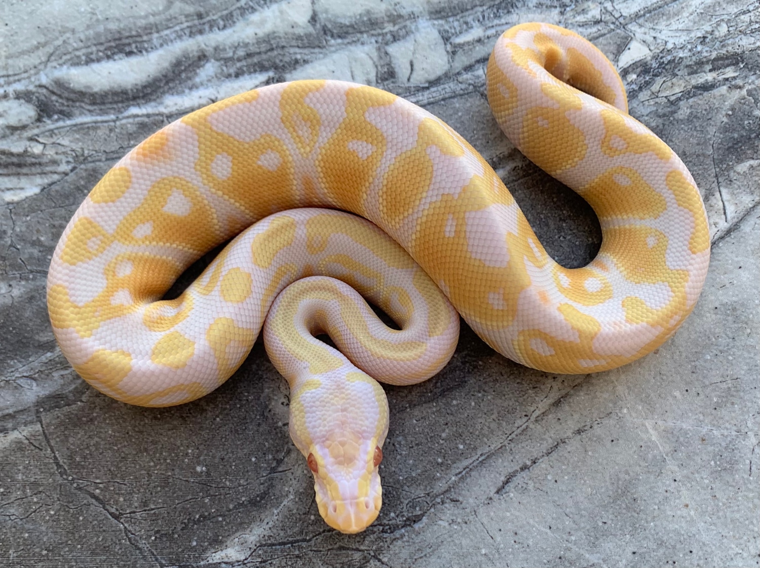 Pastel Albino Male Ball Python by Maestro Exotics MorphMarket