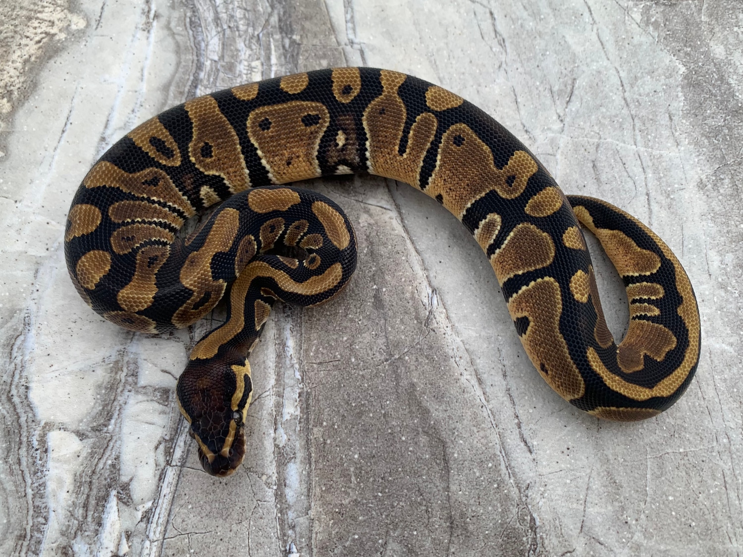 DH Albino Piebald Female Ball Python by Maestro Exotics MorphMarket