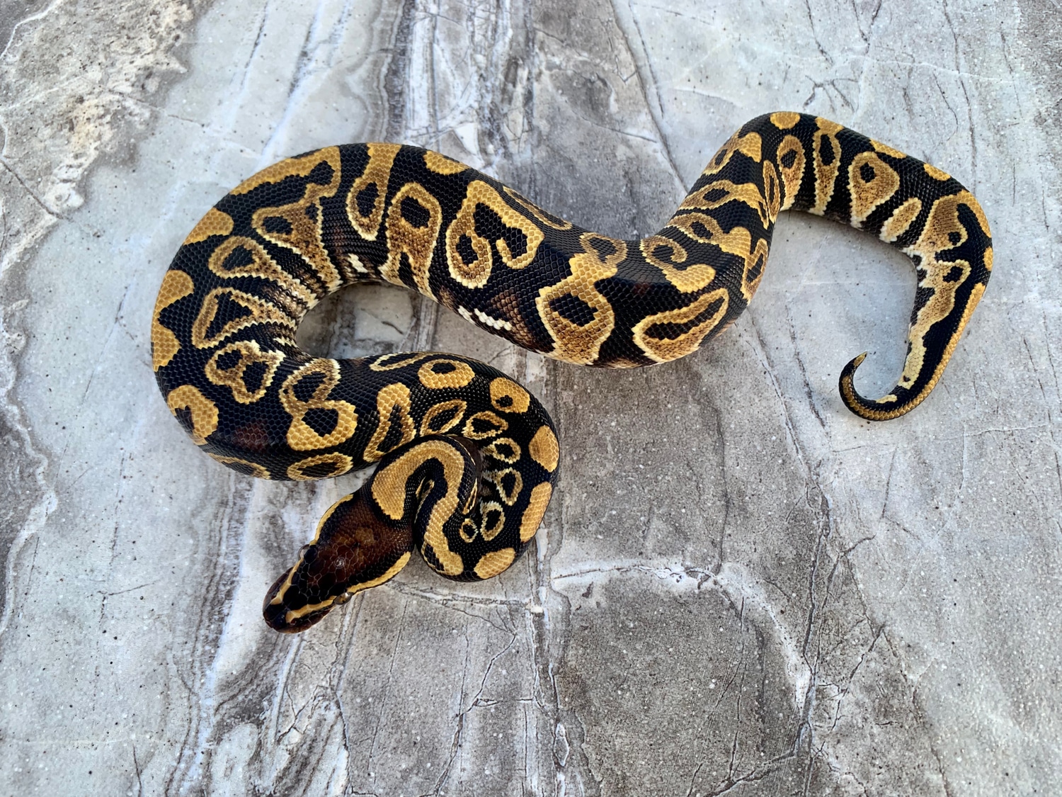 Yellowbelly Het Desert Ghost Poss Het Clown Male Ball Python by Maestro