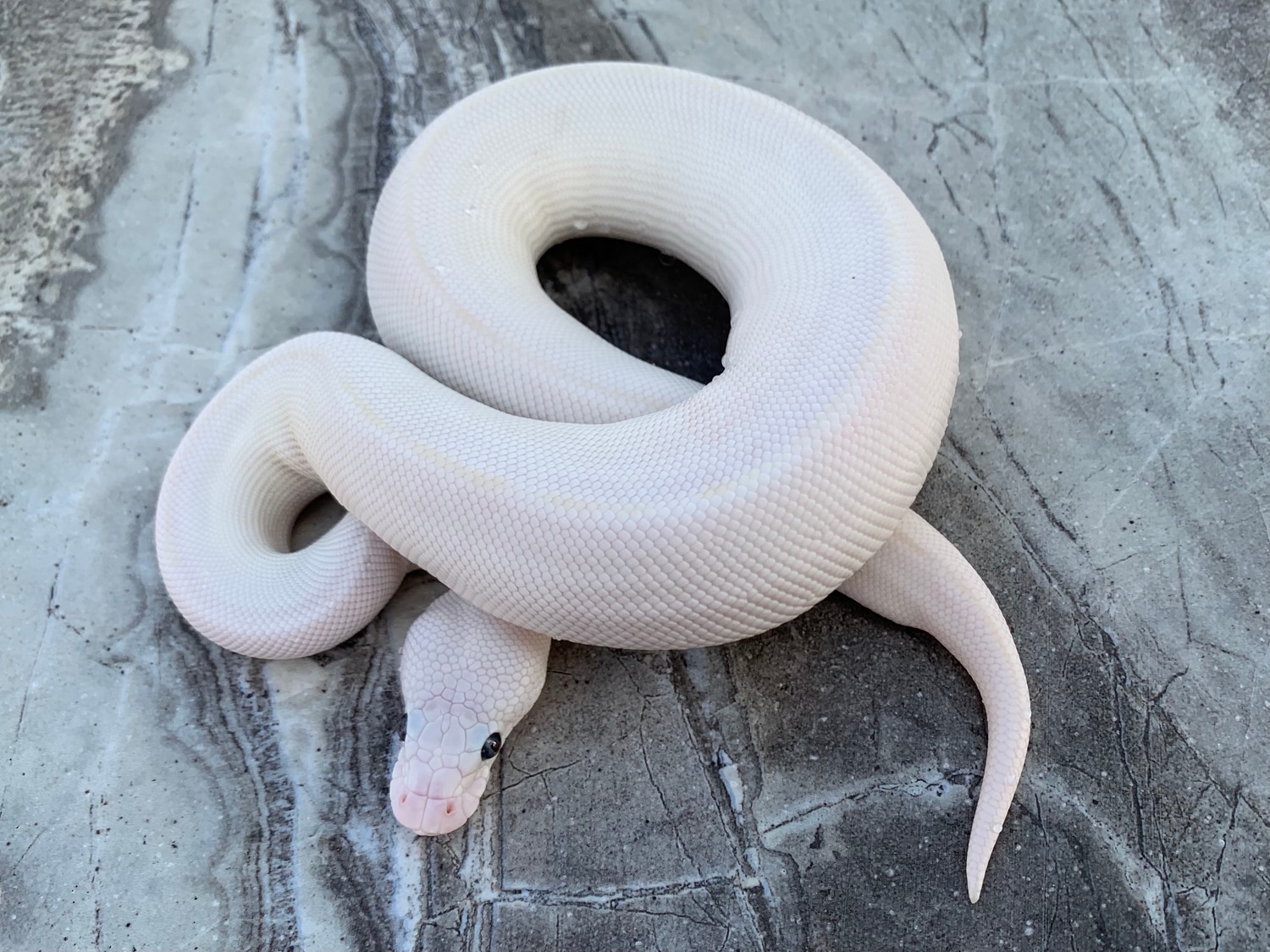 Butter Mojave Possible Pastel Female Ball Python by Maestro Exotics