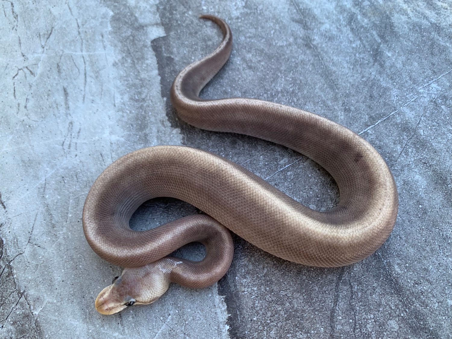 GHI Black Pewter Mojave Male Ball Python by Maestro Exotics MorphMarket