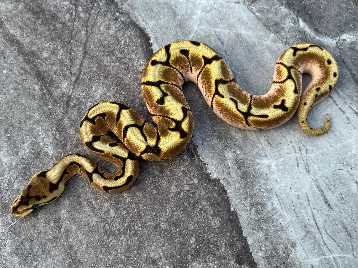 Enchi Spider Poss Het Clown Male Ball Python by Maestro Exotics