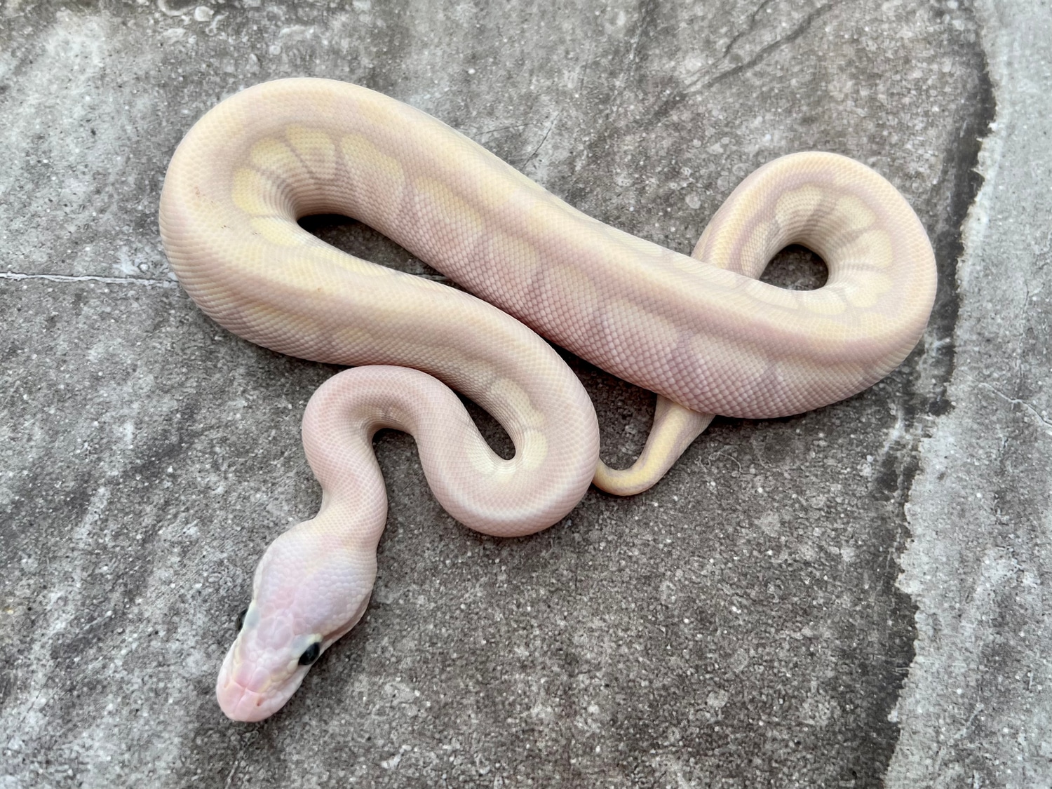 Purple Passion Killerbee Male Ball Python by Maestro Exotics MorphMarket