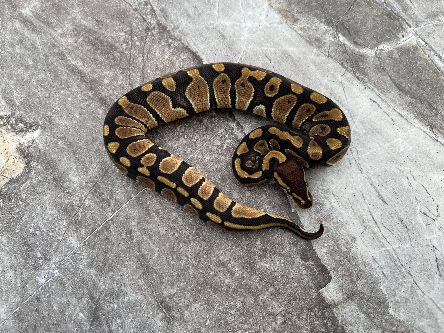 Chocolate Het Lavender Albino Female Ball Python by Maestro Exotics