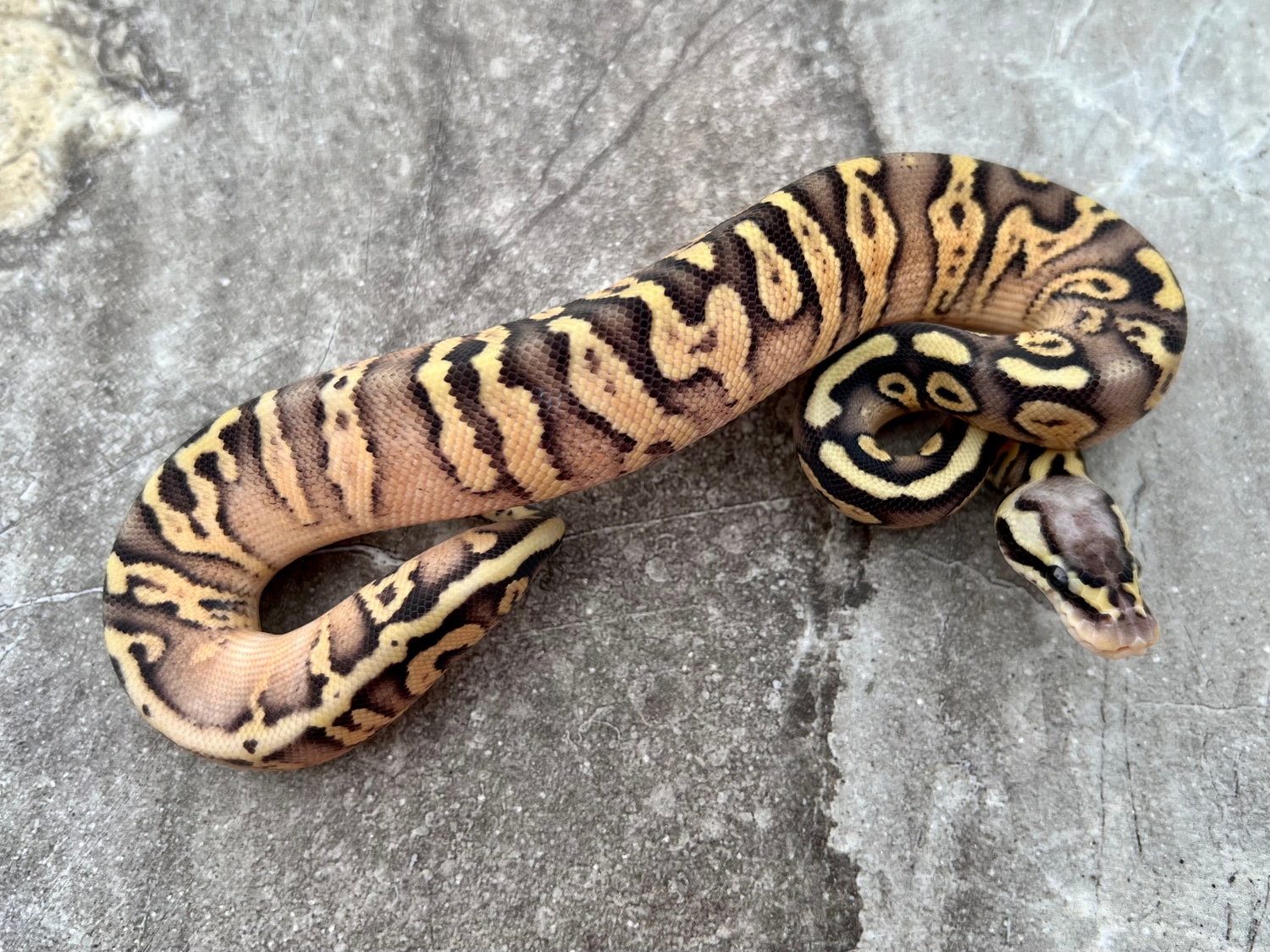 Pastel Leopard Poss DH Clown Piebald Male Ball Python by Maestro
