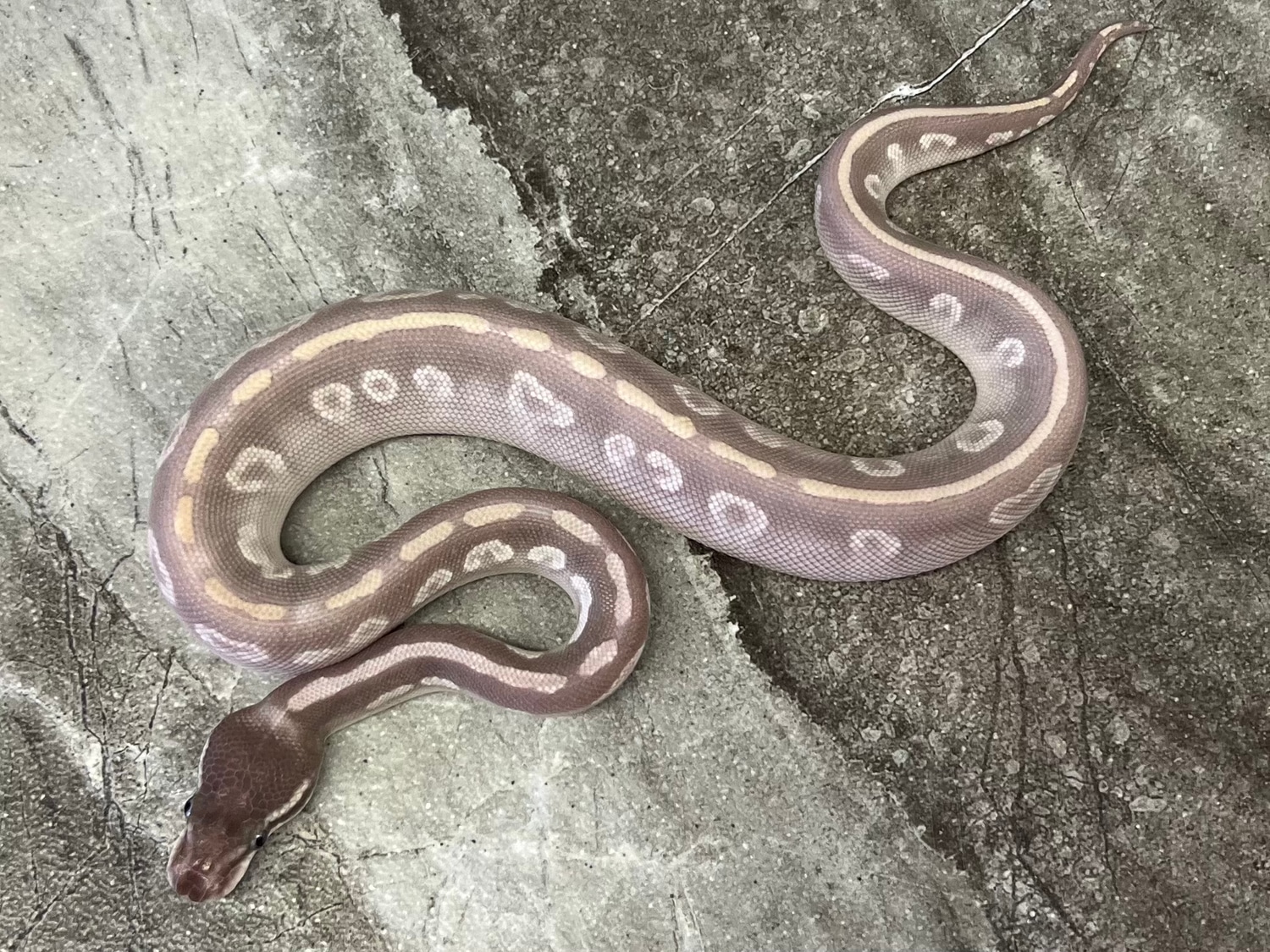 Super Mystic Male Ball Python by Maestro Exotics MorphMarket