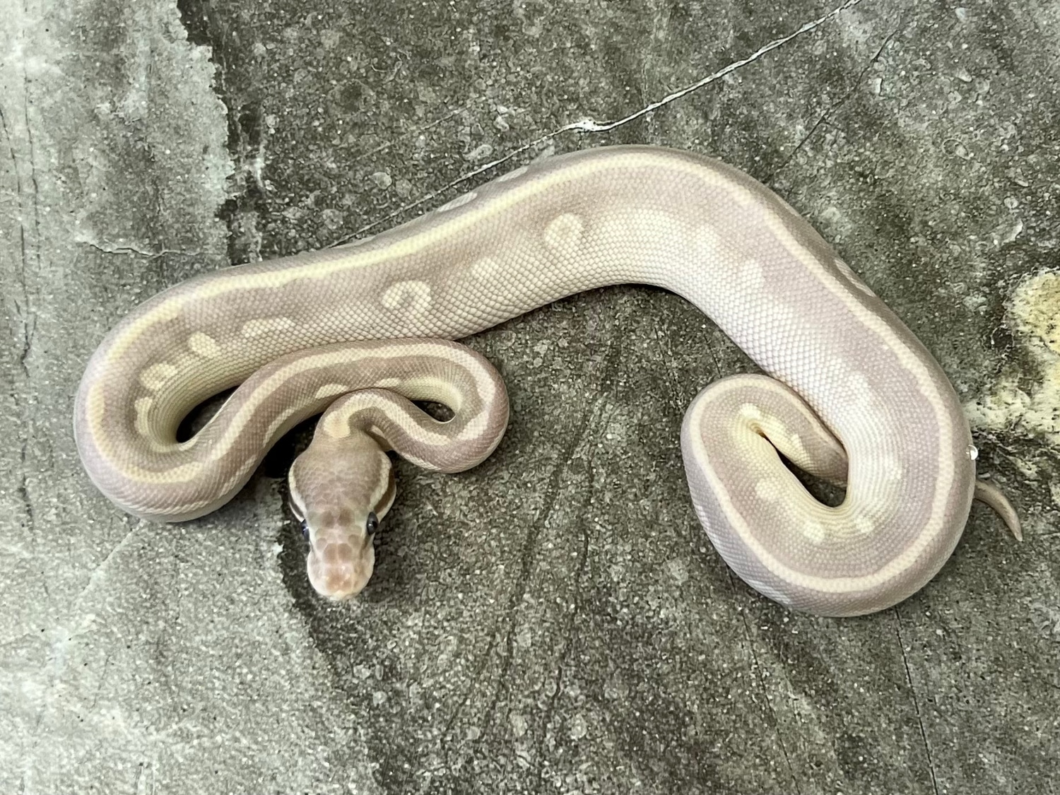 Pastel Purple Passion Male Ball Python by Maestro Exotics - MorphMarket