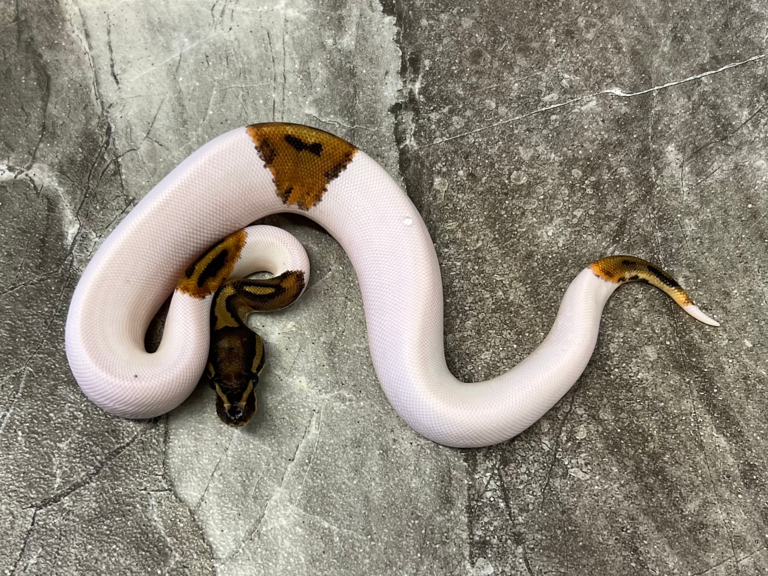 Piebald Male Ball Python by Maestro Exotics MorphMarket