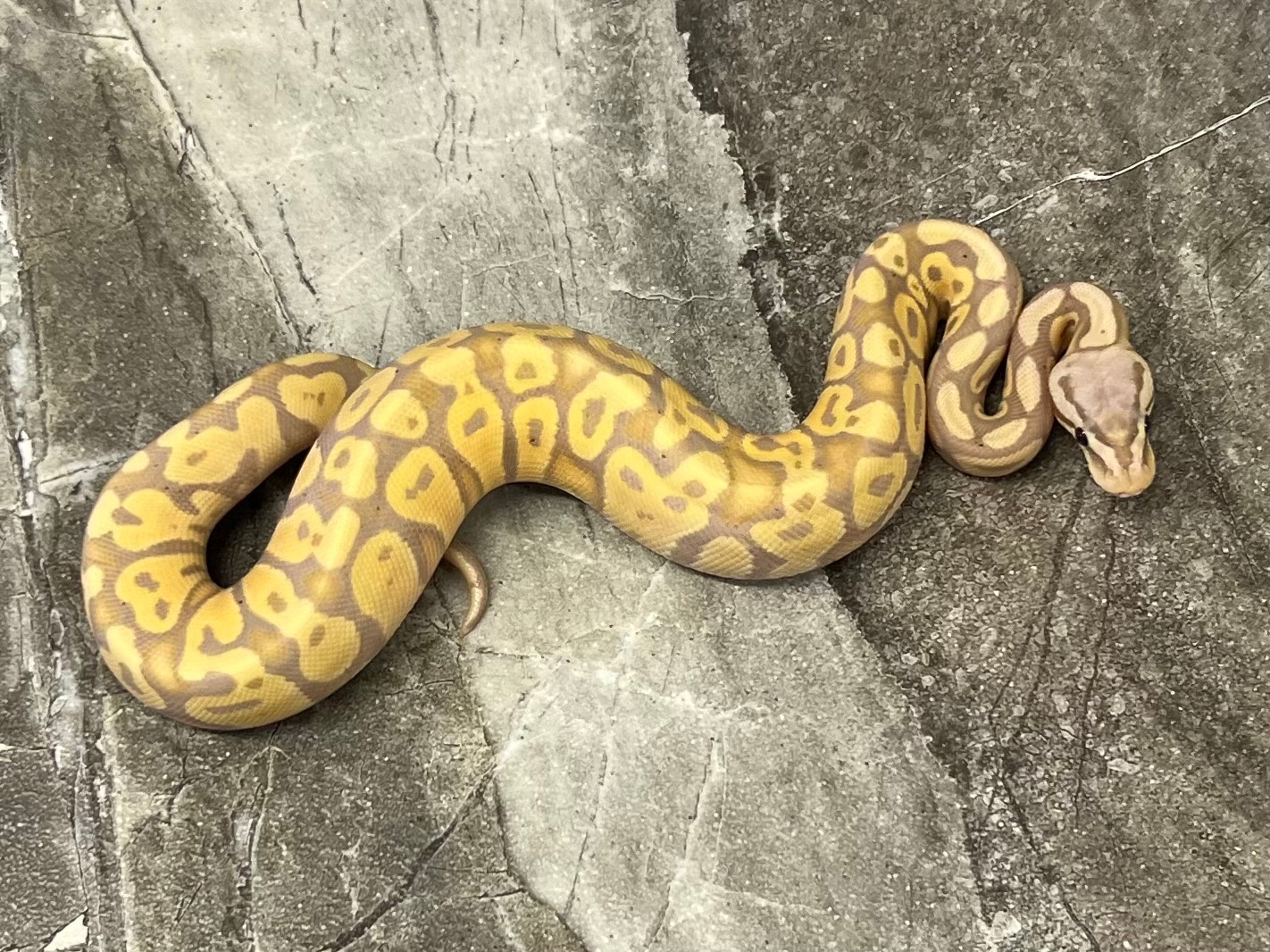 Pastel Banana Poss Het Clown Female Ball Python by Maestro Exotics