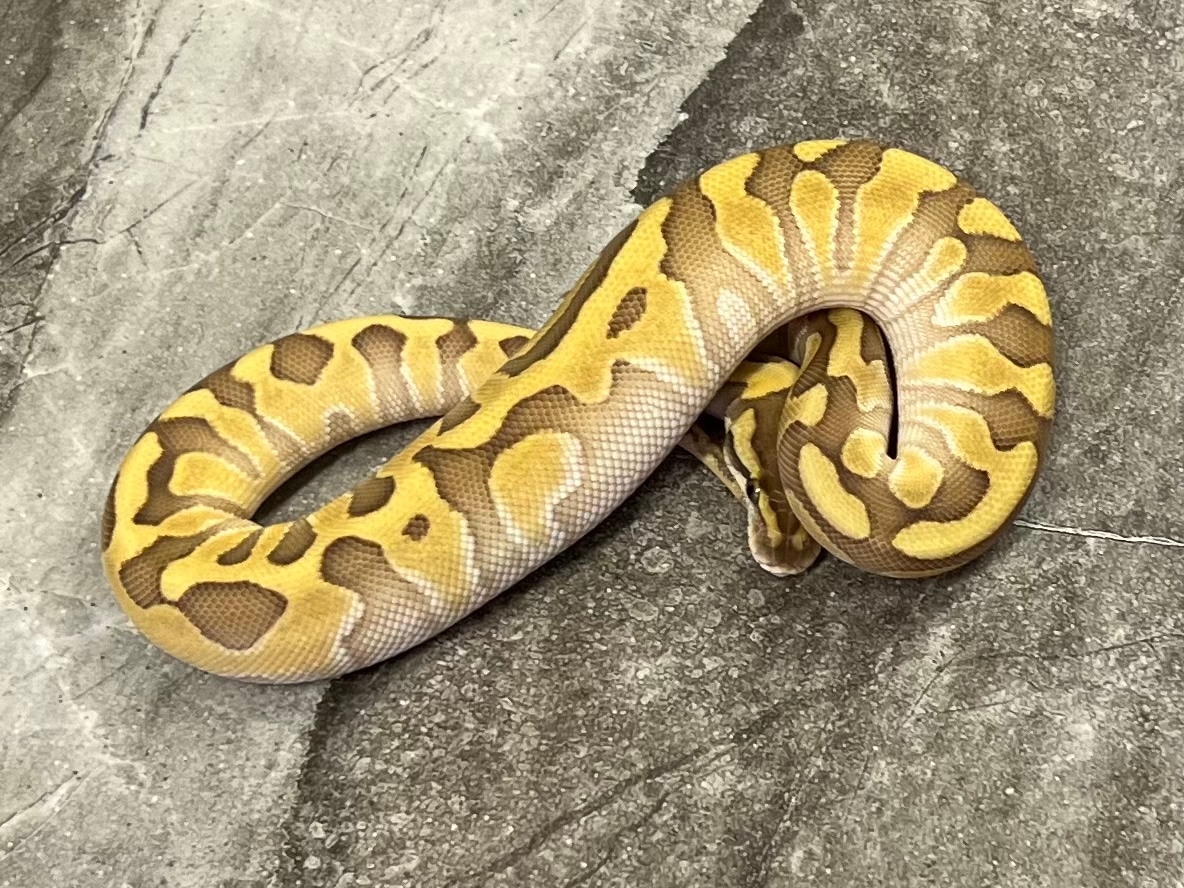 Enchi Lesser Het Clown Female Ball Python by Maestro Exotics MorphMarket