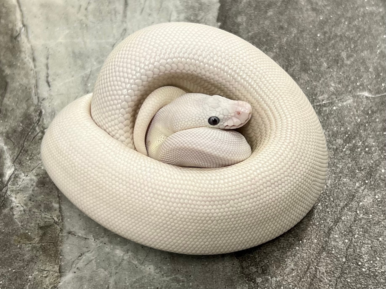 BEL (Mojave/Lesser Pastel) Female Ball Python by Maestro Exotics