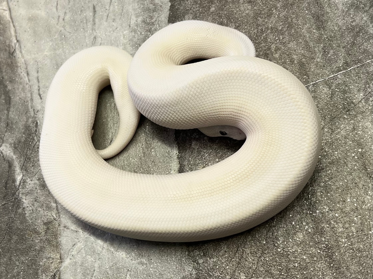 BEL (Mojave/Lesser Pastel) Male Ball Python by Maestro Exotics