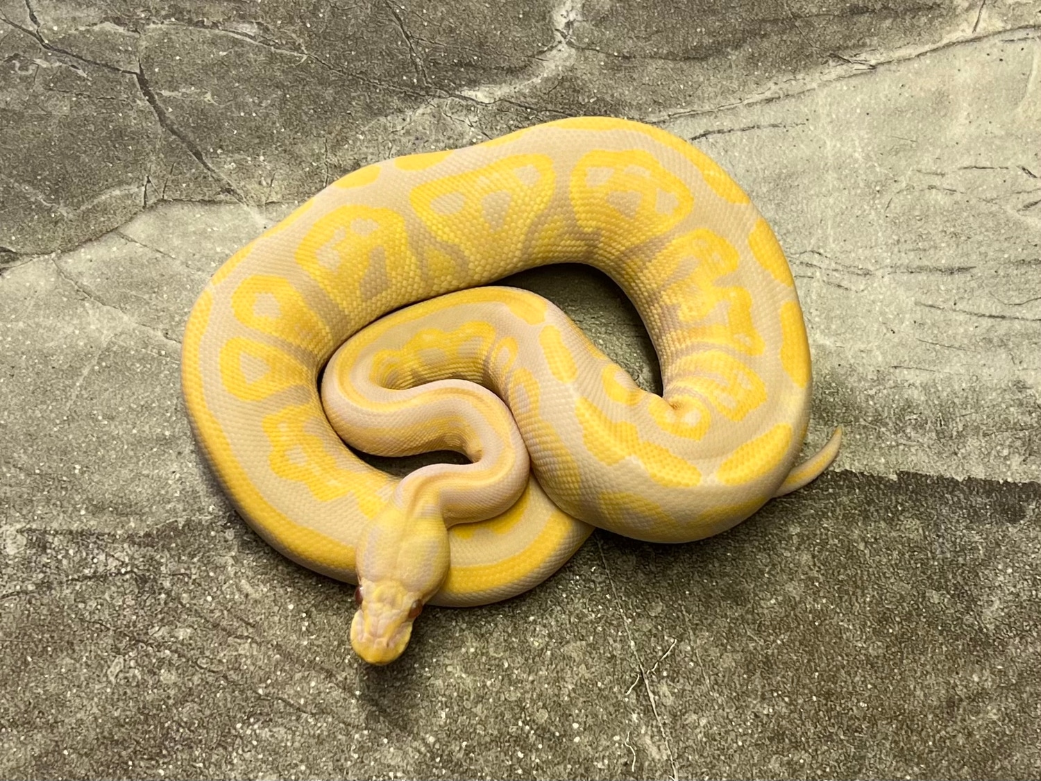 Black Pastel Candino Female Ball Python by Maestro Exotics MorphMarket