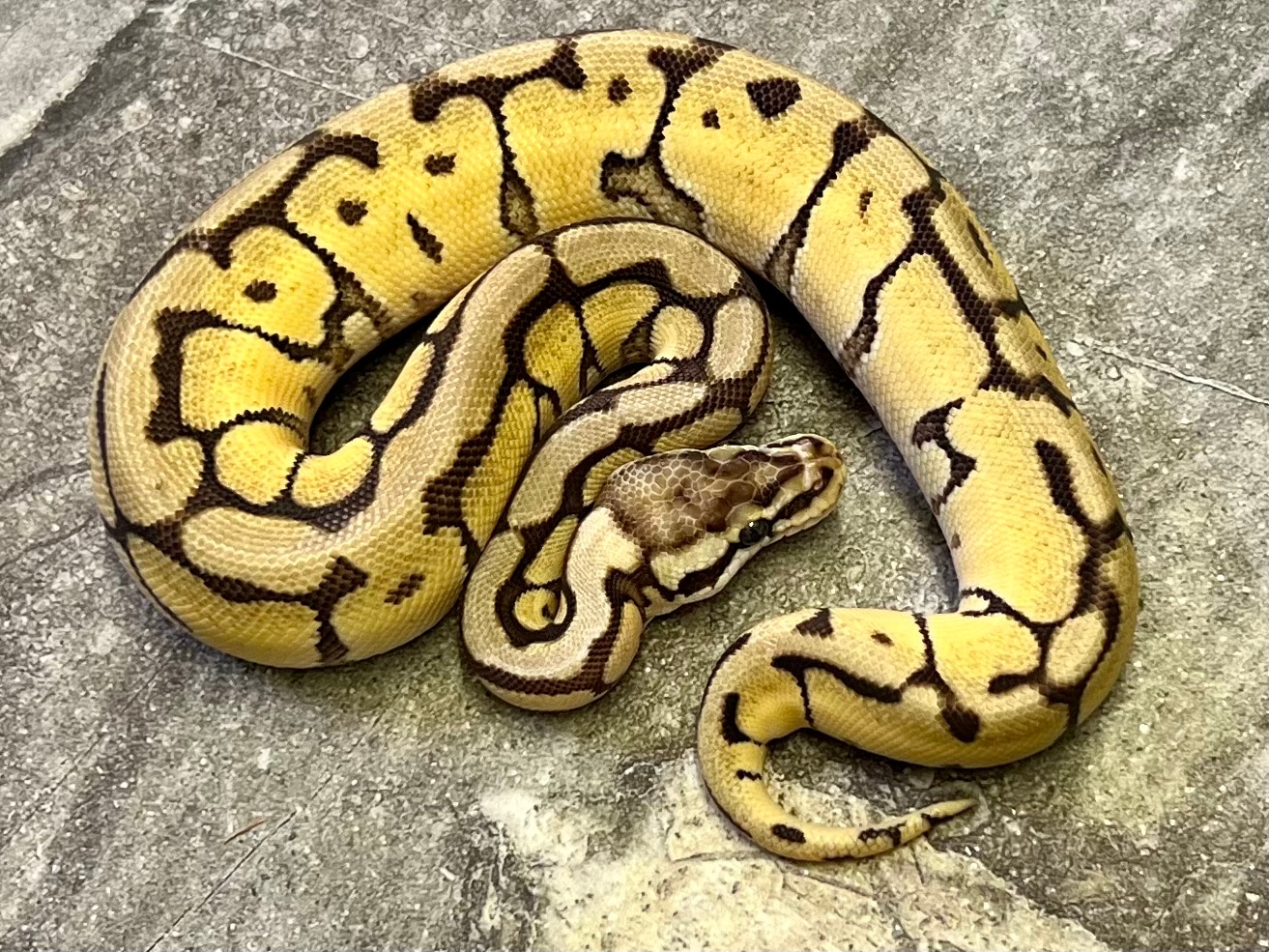 Mojave Bumblebee Female Ball Python by Maestro Exotics MorphMarket