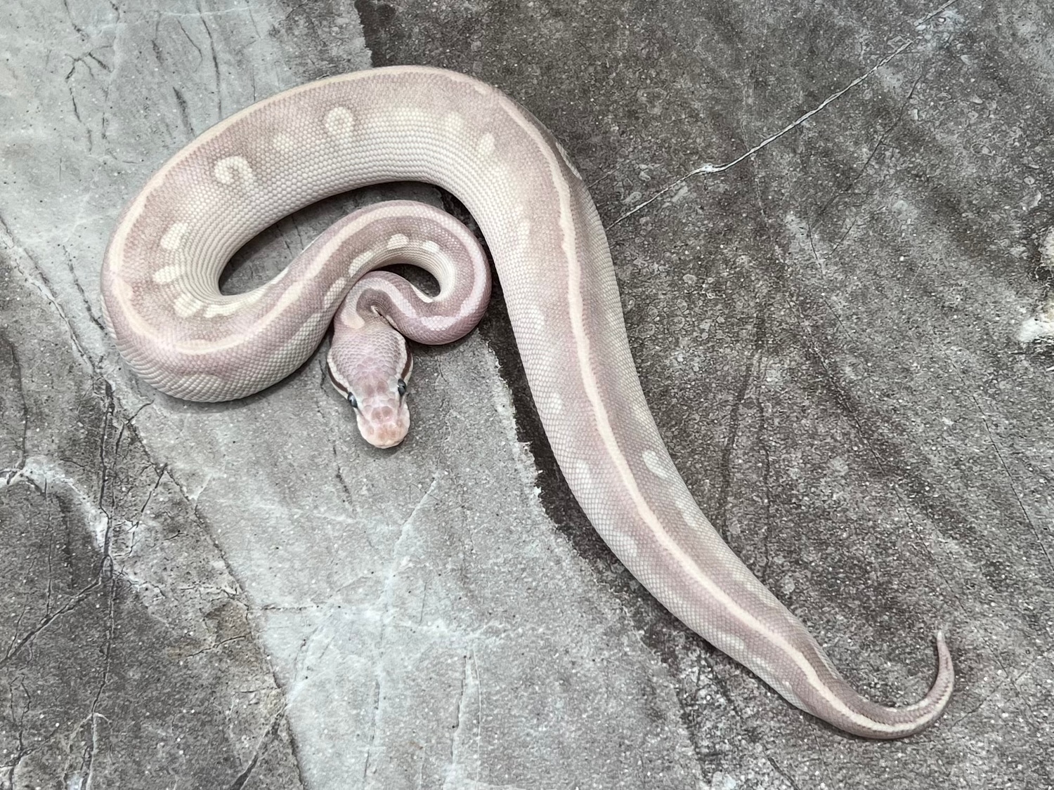 Pastel Purple Passion Male Ball Python by Maestro Exotics - MorphMarket