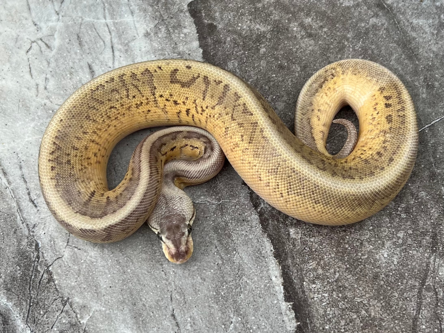 Super Pastel Leopard Pinstripe Poss Double Het Clown Piebald Female