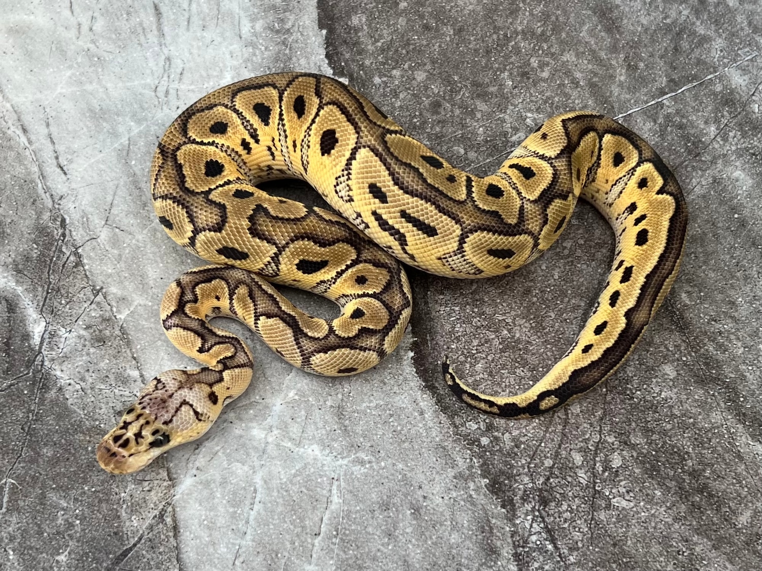 Pastel Clown Female Ball Python by Maestro Exotics MorphMarket