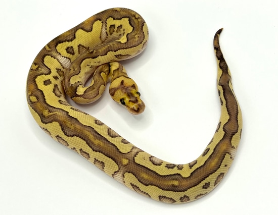 Lesser Fire Clown Female Ball Python by Maestro Exotics