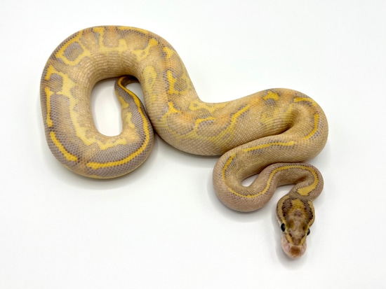 Leopard Ivory Male Ball Python by Maestro Exotics