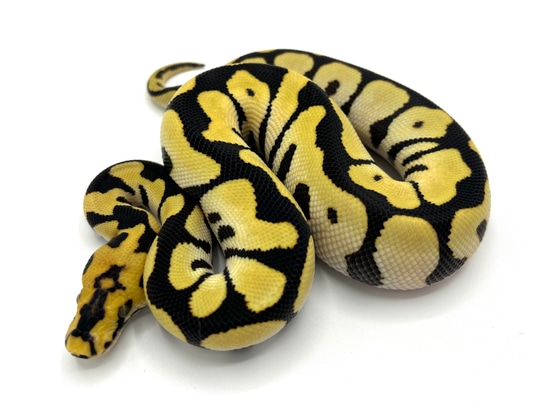 Spotnose DG Clown Male Ball Python by Maestro Exotics