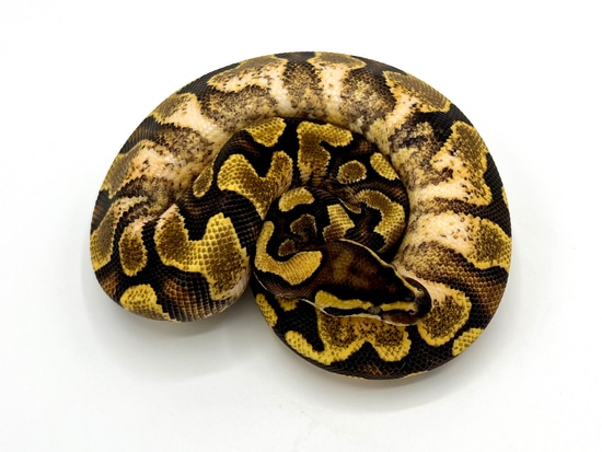 Enchi YB Calico Female Ball Python by Maestro Exotics