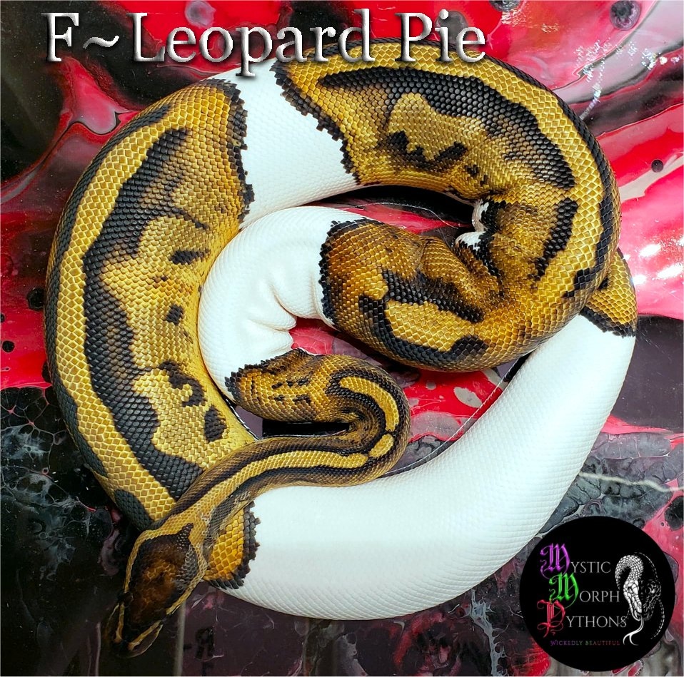 Leopard Pie Ball Python by Mystic Morph Pythons - MorphMarket