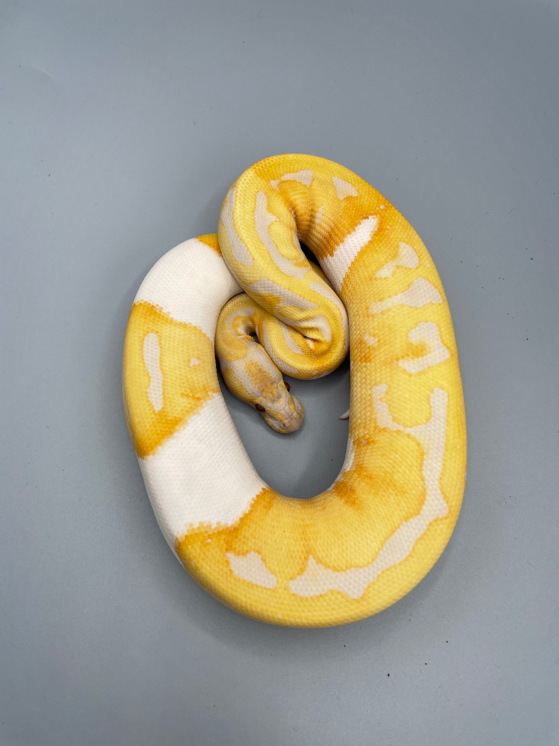 Dreamsicle Ball Python by Magnitude Morphs - MorphMarket