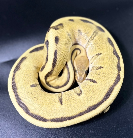 Desert Ghost (Enhancer Line) Stripe Ball Python by Magnitude Morphs