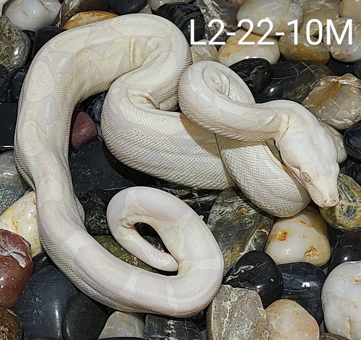 Snow Boa Constrictor by Jay’s Boas - MorphMarket