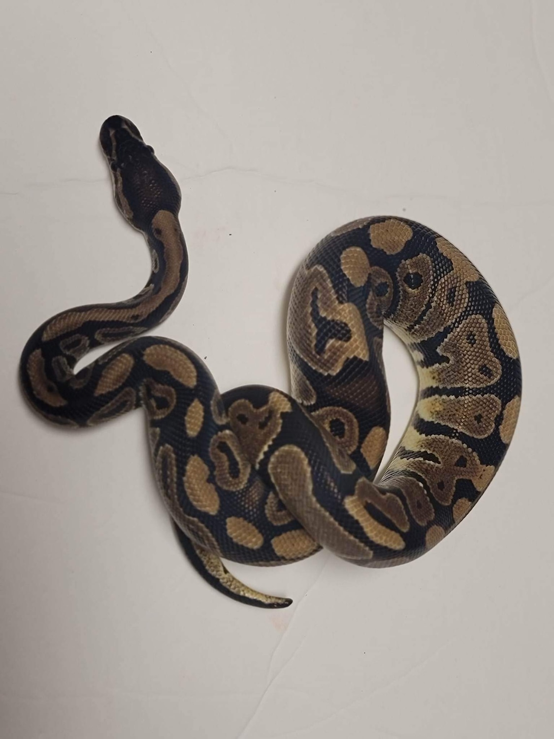 Normal Ball Python by Mains Morphs - MorphMarket