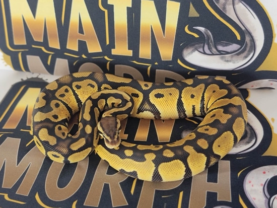 Fire Ball Python by Mains Morphs