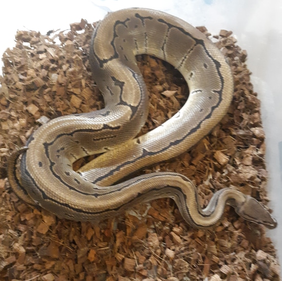 Ball Python Squeeze Pinstripe Ball Python by Main Squeeze Reptiles