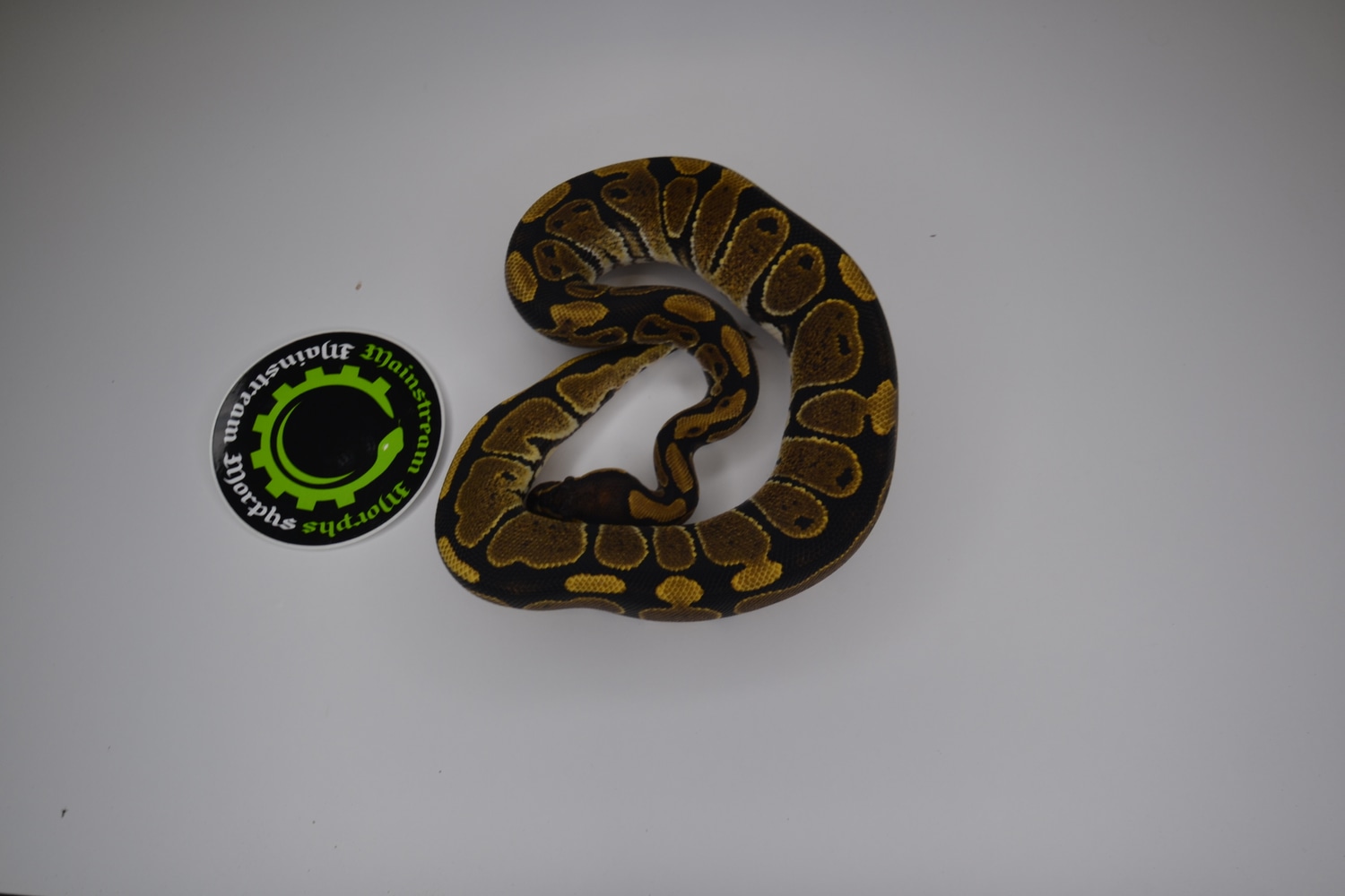 Normal 100% Het Hypo Ball Python by Mainstream Morphs - MorphMarket