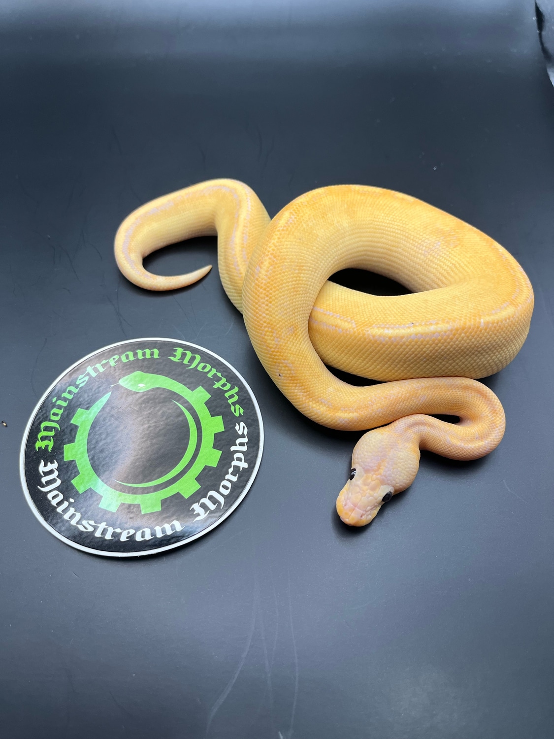 Pastel Champagne Banana Ball Python by Mainstream Morphs - MorphMarket