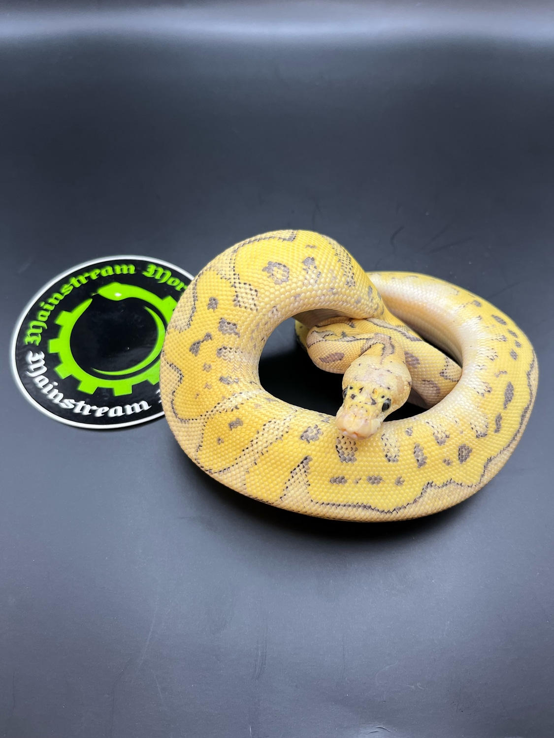 Superfly Clown Male Ball Python by Mainstream Morphs MorphMarket