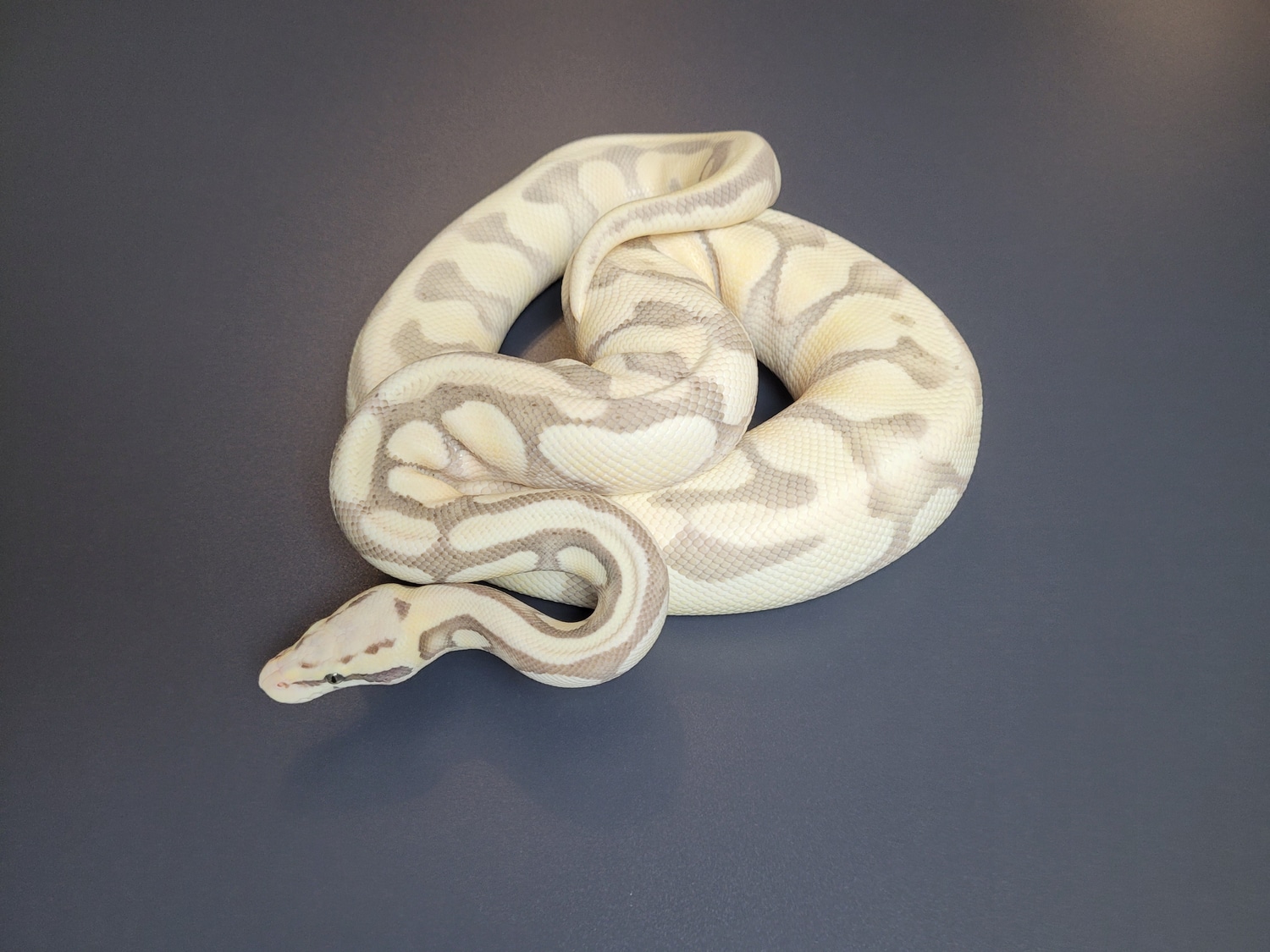 Super Pastel Enchi Desert Ghost Ball Python by Majestic-Snakes ...