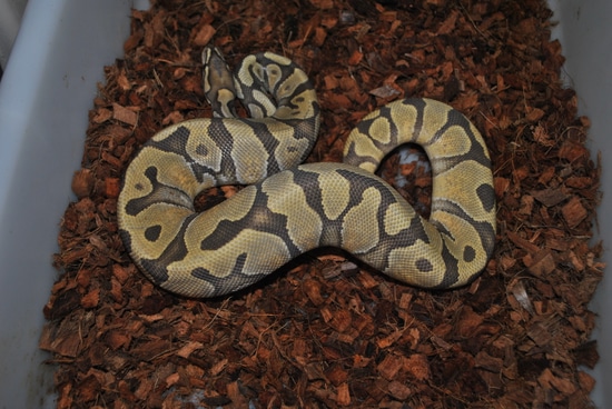 Enchi Ghost Ball Python by Lone Wolf Morphs