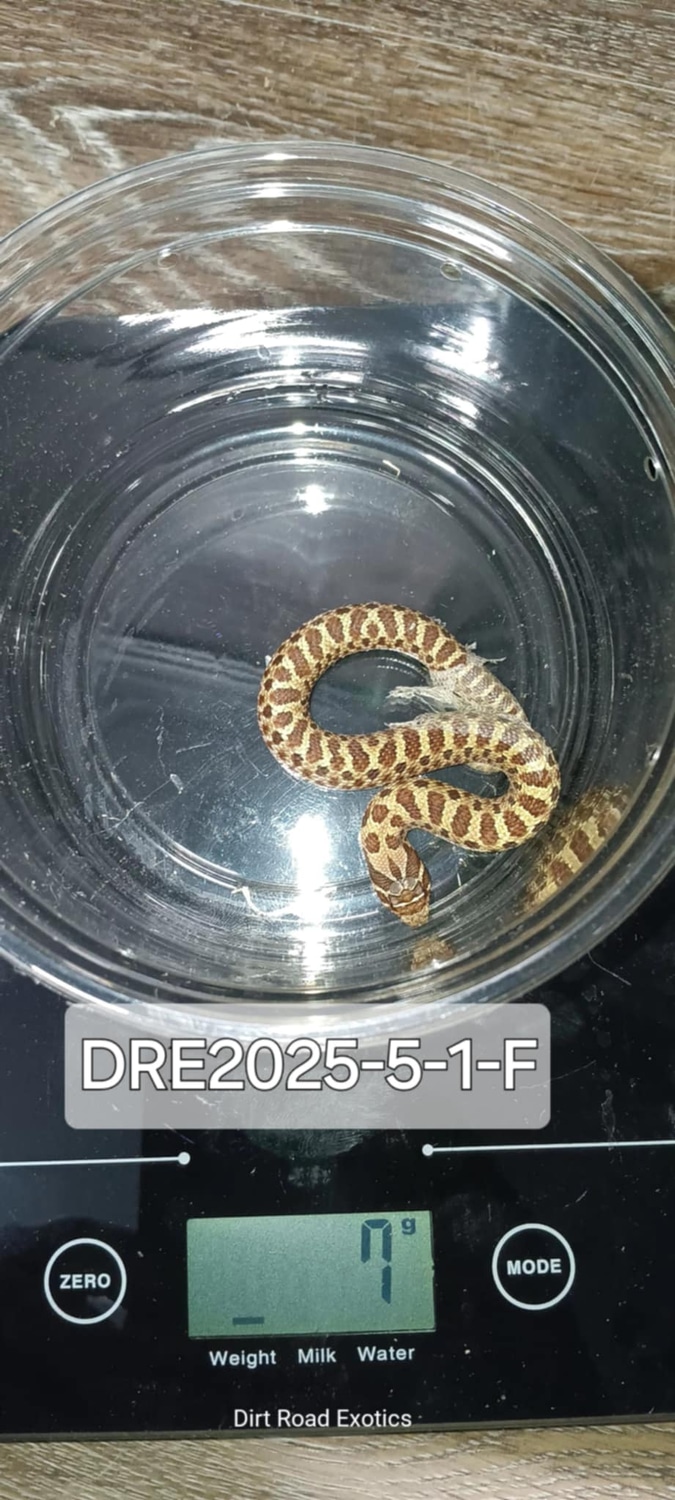Green Hypo 50% het Carmel 50% het Dutch hypo pos lemon ghost Profile Picture
