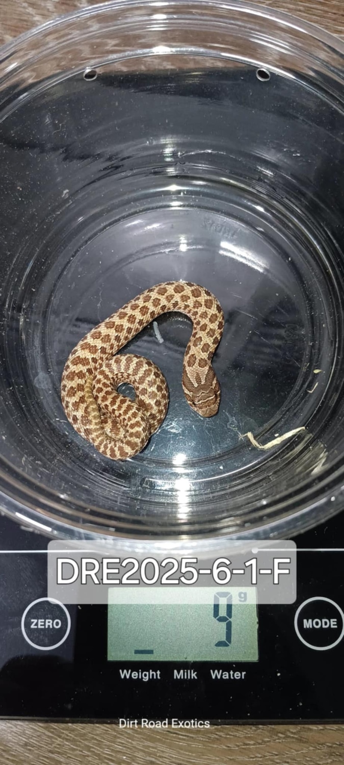 Conda 50% het Frost 50% het Albino Profile Picture